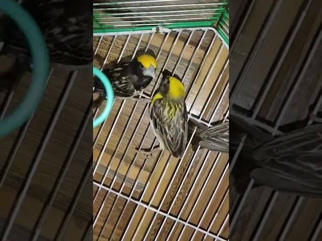 Streaked Weaver #bird