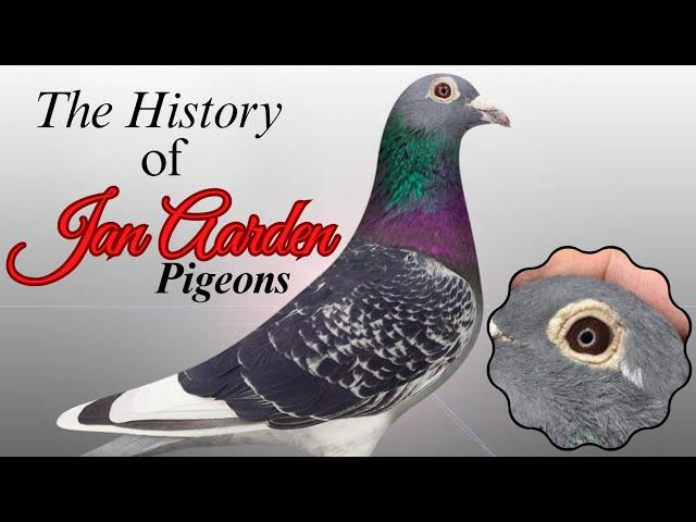 The history of Jan Aarden pigeons #racingpigeons