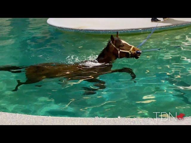 Kentucky Equine Sports Medicine and Rehabilitation Center Hits the ‘Marc’