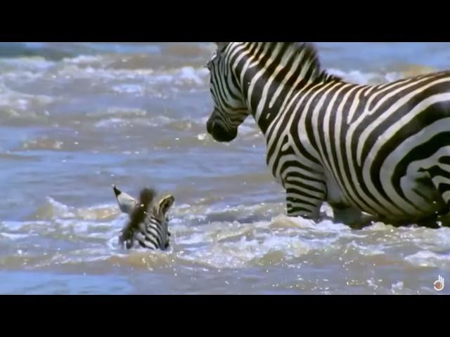 Scavengers Of The Savannah