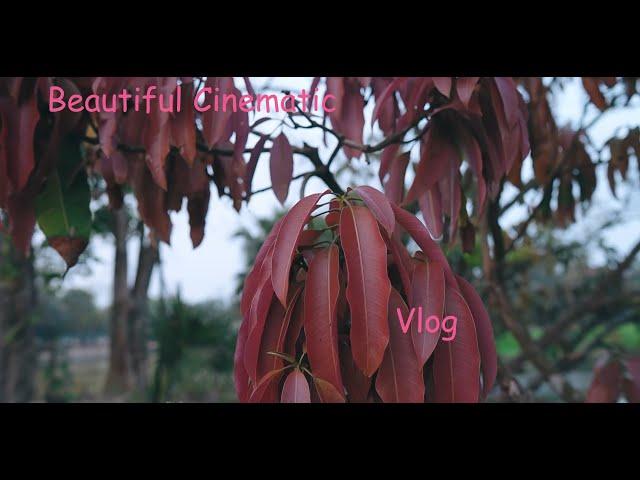 Village Beautiful Natural Cinematic Vlog | Royel Vlogs