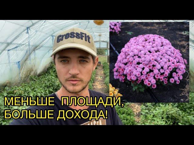 Рассказываю как заработать в 10 раз больше с одного куста хризантемы!
