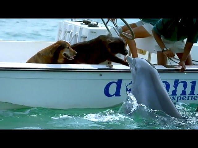 Dolphin Kisses Dog, Jumps For Joy!