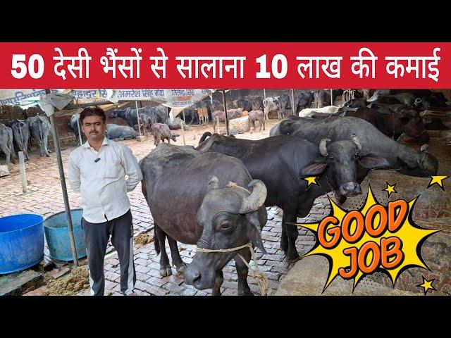 50 देसी भैंसों से सालाना 10 लाख की कमाई - Desi Buffalo Farming