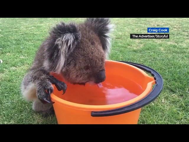 Thirsty koala accepts water from humans during scorching heat wave