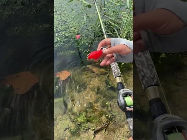 Best fishing rod in cheap rate #viralvideo #shorts #youtubeshorts