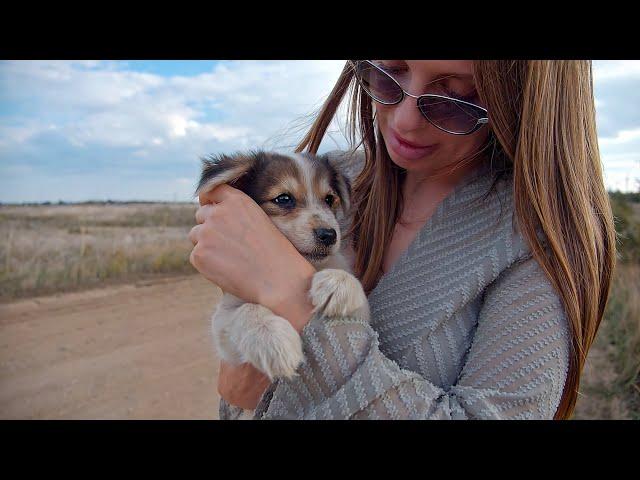 He Grabbed my Hand and Asked to Take him Home... stray puppy in the middle of nowhere