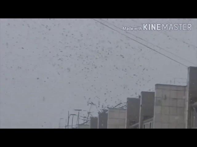 Паника даже у птиц от Вируса! Странное поведение!на карантин улетают!Обзор!Лихорадит!лечиться