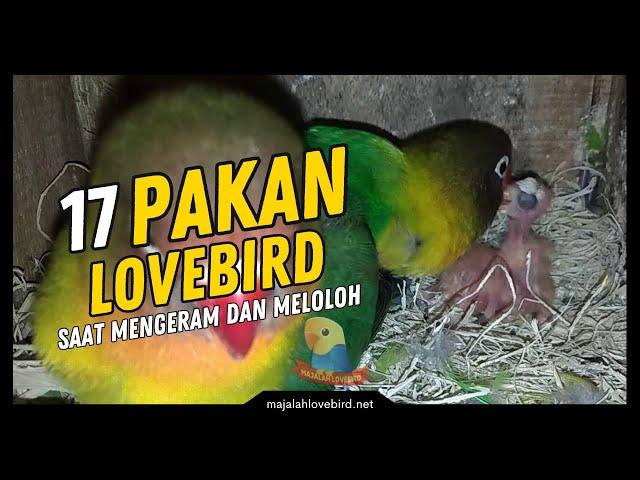 7 Jenis Makanan Lovebird Saat Mengeram dan Meloloh