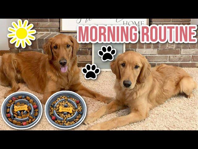 My Golden Retrievers Morning Routine