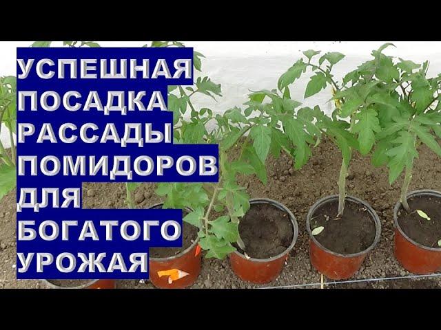 Успешная Посадка  Рассады Помидоров Для Богатого Урожая!