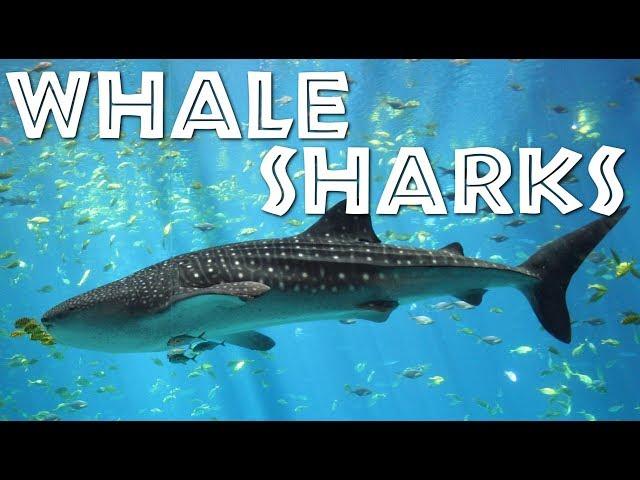 All About Whale Sharks for Children: Whale Shark video for Kids - FreeSchool