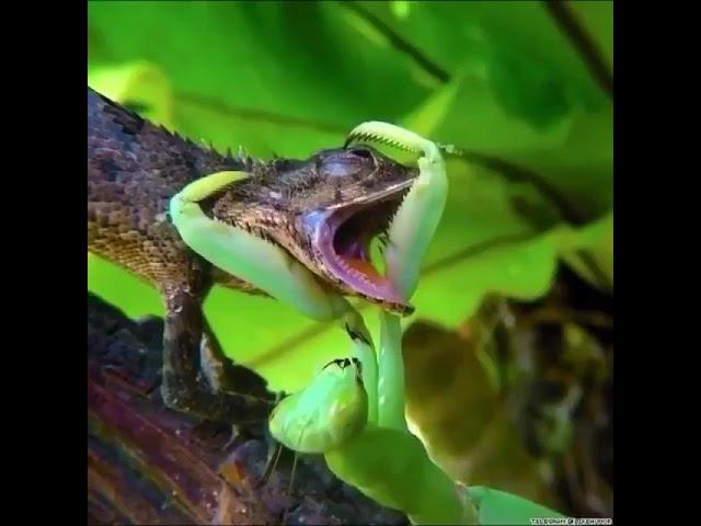 fight between praying mantis and lizard 