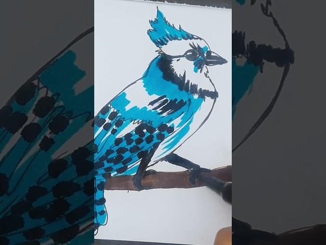 bird nightingale #drawing