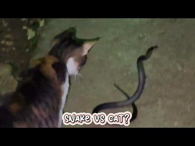 SNAKE vs. CAT | Serious Fight or Friendly Banter #snakevideo #snakegame #catvssnake