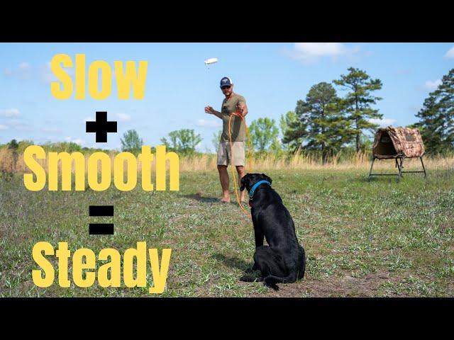 Creating A Steady Dog Step 1 - Hunting Dog Training