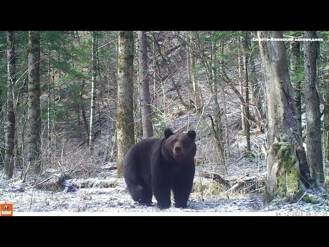 Huge and massive Ussuri brown bear.