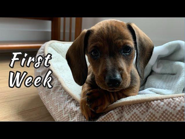 First week with mini dachshund puppy