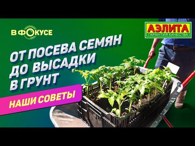 ОТ ПОСЕВА СЕМЯН ДО ВЫСАДКИ В ГРУНТ