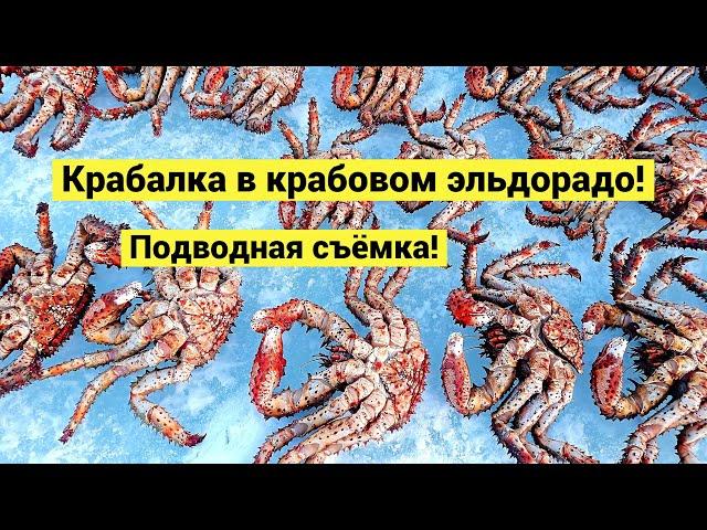 Крабалка в крабовом эльдорадо! Подводная съёмка / Okhotsk Sea Ice Crabbing!