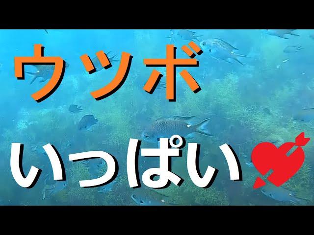 ウツボがいっぱい水中カメラで見る美しい和歌山の海底