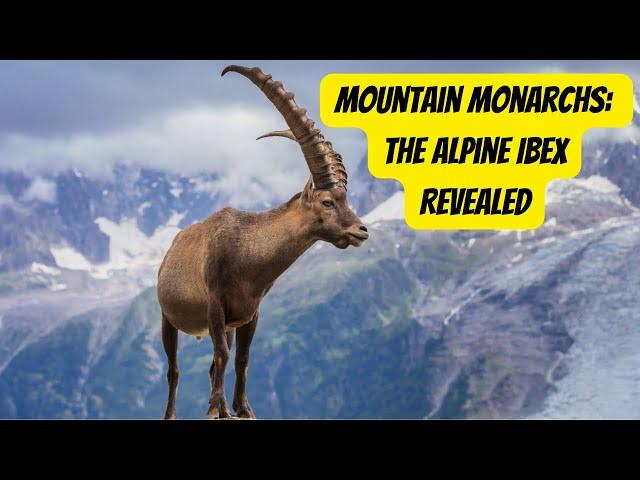 Meet the Majestic Alpine Ibex #ibex #animals #wildlife #nature