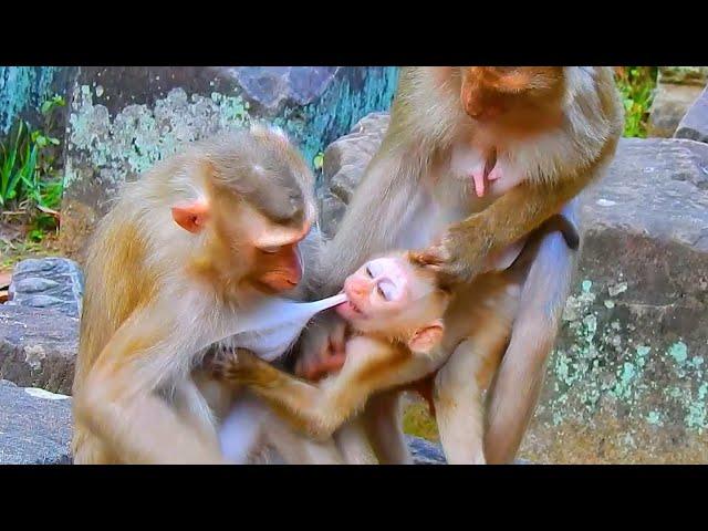 Monkey & Primates, Nice Video! What Happen Poor Baby, Nice Actions, So Lovely Baby Monkey, Wildlife