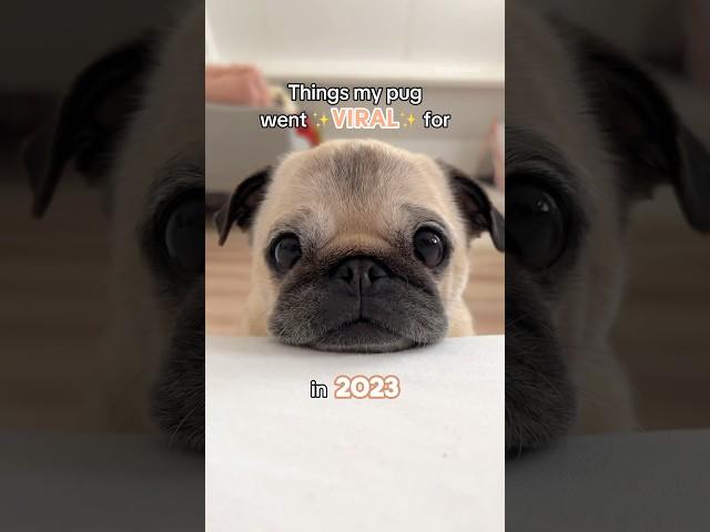 Things my PUG went VIRAL for in 2023!  #pug #dog #puppy