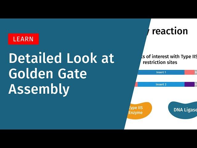 A Detailed Look at Golden Gate Assembly