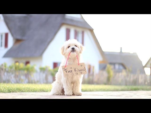 Smartest Havanese - Milo - Dog Tricks