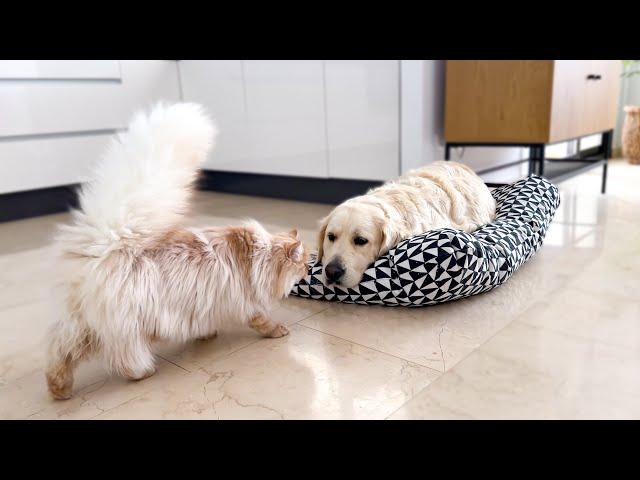 What does a Cat do when he finds a Golden Retriever in dog Bed