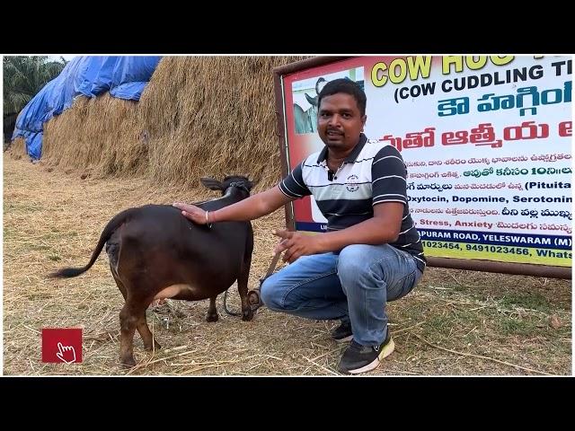 Variation between miniature & punganuru cows | Nadipathy Goshala | #miniature #punganuru #shortvideo