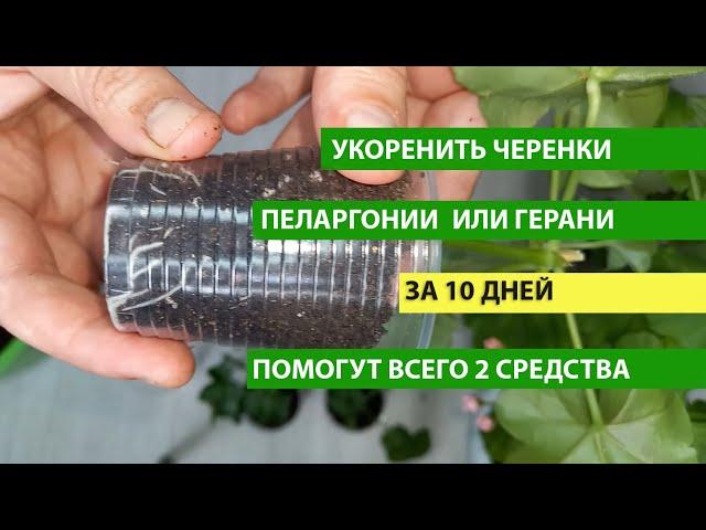 THE BEST WAY to root GERANIUM (Pelargonium) in 10 DAYS, rooting Geranium cuttings is easy, fast