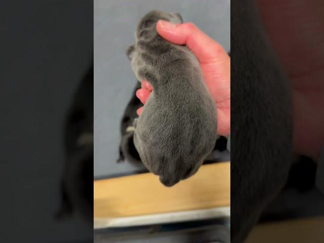 Puppies, puppies and more puppies.  #youtubeshorts #puppy #canecorso #cute #fyp