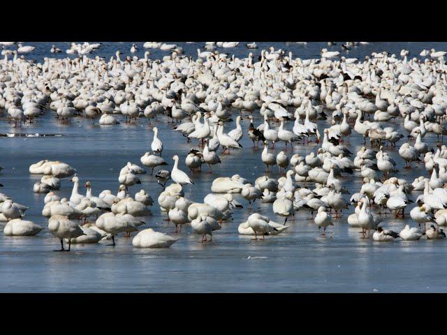 Snow geese migration is an extraordinary sight to see | Travel Smart