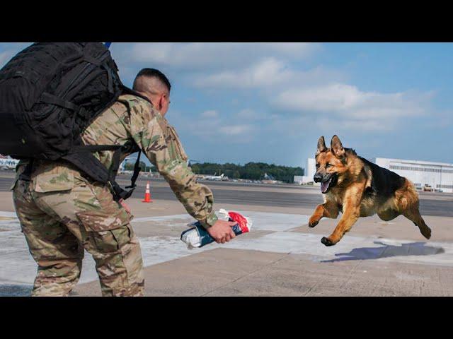 Most Heartwarming Dog Reunions with Their Owners That Will Touch Your Heart ️