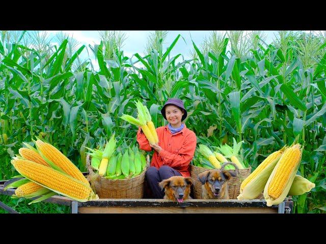 Harvesting AMERICAN BAMBOO Goes To Market Sell - Prepare Delicious Dishes From Corn  | Tieu Lien