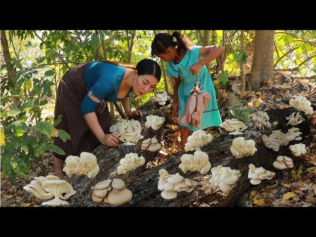 Mother and daughter pick mushroom in rainforest- Grilled squid spicy with mushroom tasty delicious