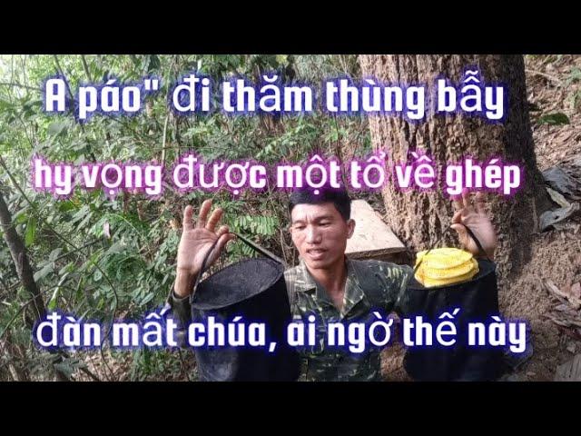 A páo" tham thùng bẫy ong mật, hy vọng được một tổ về ghép đàn mất chúa, nào ngờ được hai đàn khủng.