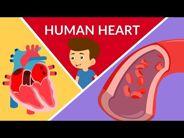 Human Heart | Human heart structure and function | Parts of the human heart | Video for kids
