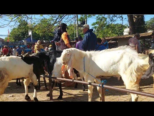 1.900‼️HARGA TURUN KAMBING JANTAN JUMBO | Pasar Kambing Kerek