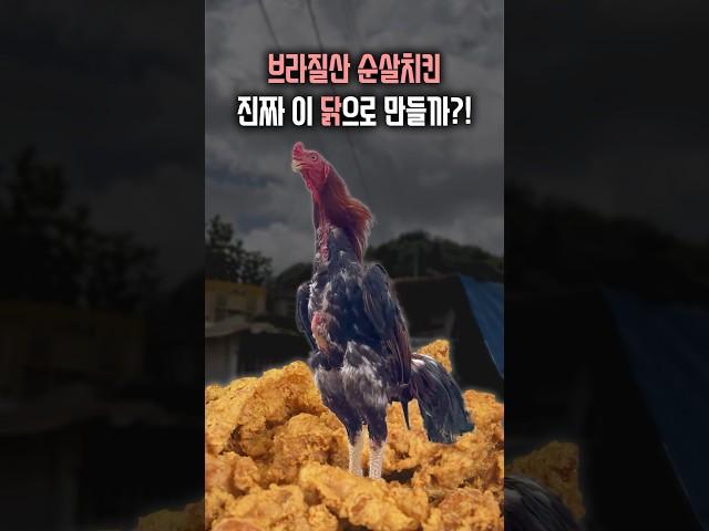 브라질 괴물 닭의 진짜 정체!