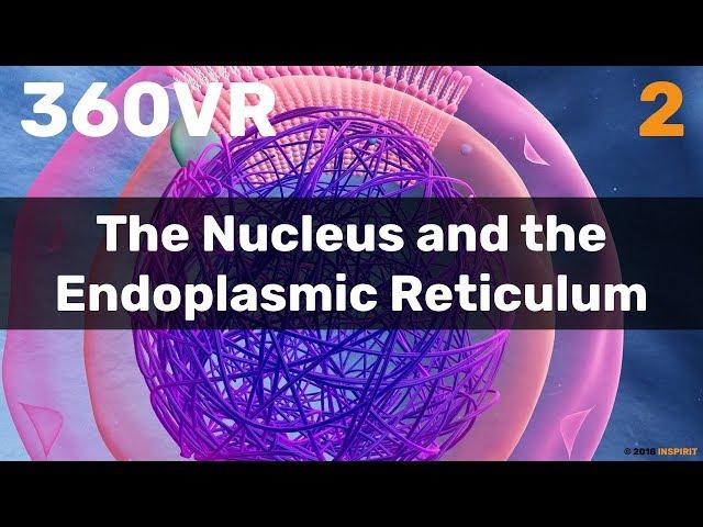 Chapter 2: The Nucleus and the Endoplasmic Reticulum