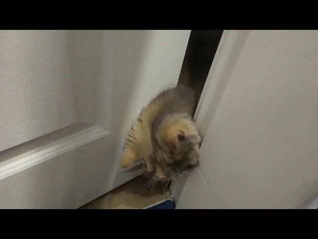 Funny video with cats. Сat opens the door.