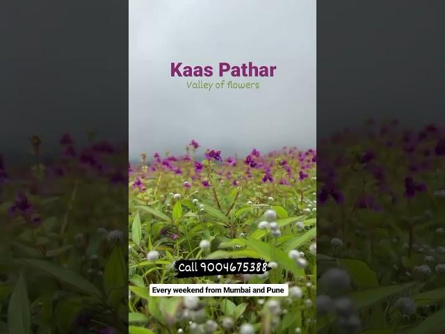 Kaas Pathar :- Valley of Flowers at Satara, Maharashtra. Join us from Mumbai and Pune every weekend