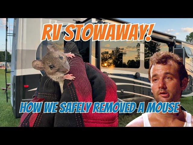 How to Get Rid of and Prevent Mice in your RV.