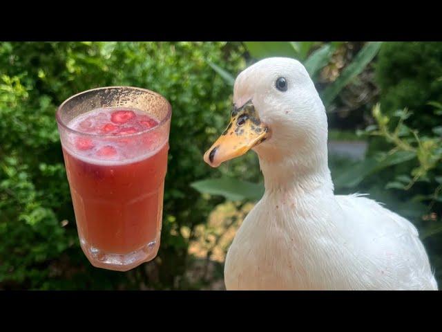 I Made My Pet Duck A Pink Drink