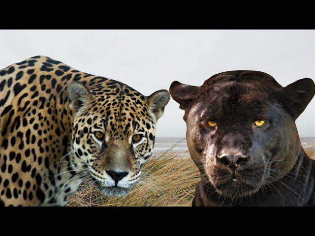 Jaguar vs Black Panther which is stronger ( Jaguar vs black leopard or black Jaguar)