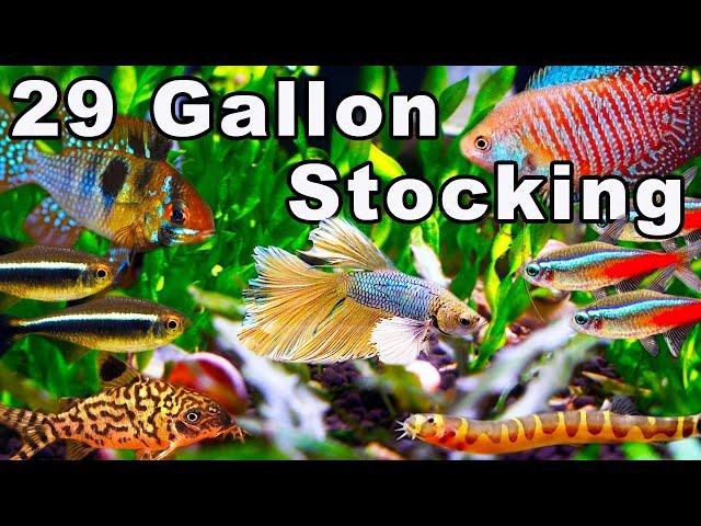 29 Gallon Community Aquarium Stocking Ideas: Fish You Can Keep Together!