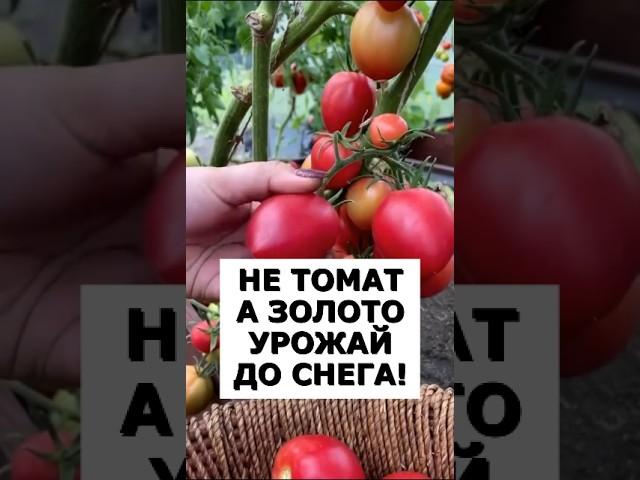 Не томат, а прелесть. Даёт урожай до снега, самый стойкий сорт #огород #сад #дача #урожай